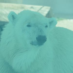 Polar bear
