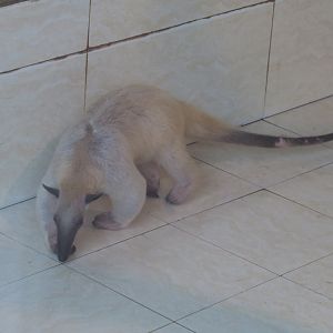southern tamandua