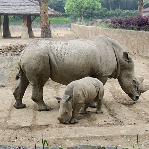 southern white rhinoceros