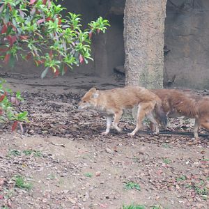 dhole