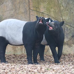 Malayan tapir