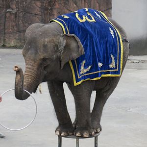 Asian elephant