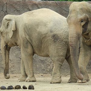 Asian elephant