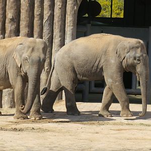 Asian elephant
