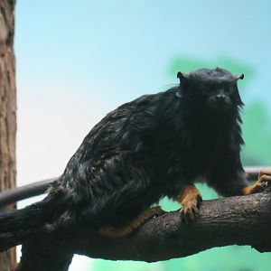 red-handed tamarin