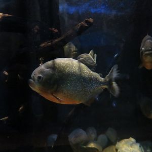 piranha