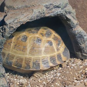 Central Asian tortoise