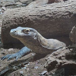 komodo dragon