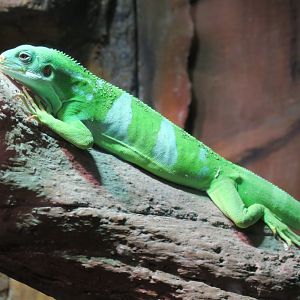 Fiji banded iguana