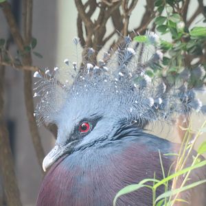 Victoria crowned pigeon