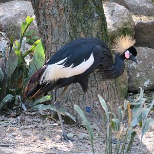 black crowned-crane