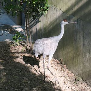 sandhill crane