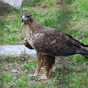Bonelli's hawk eagle