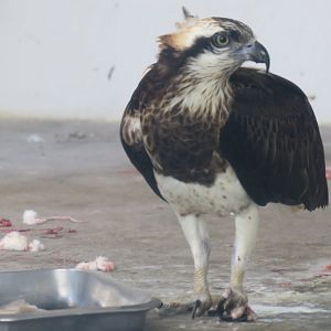 osprey