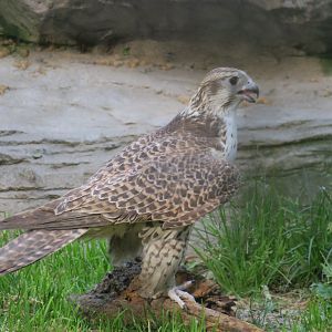 saker falcon