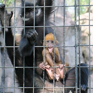 Francois' langur