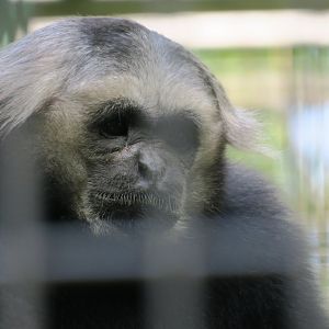 pileated gibbon