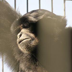 siamang