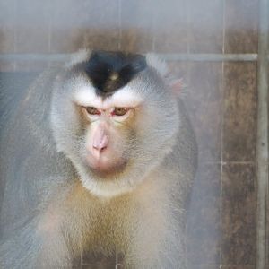 northern pig-tailed macaque