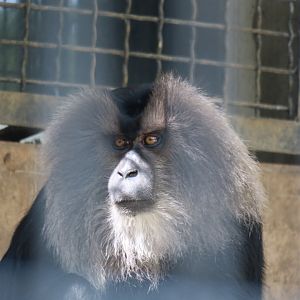 lion-tailed macaque