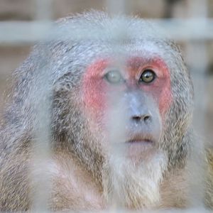 stump-tailed macaque