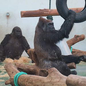 western lowland gorilla