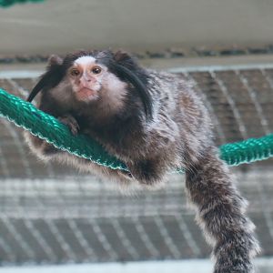 black-tufted marmoset