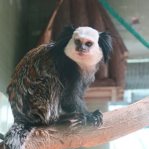 white-headed marmoset