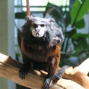 brown-mantled tamarin