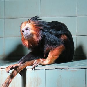 golden-headed lion tamarin