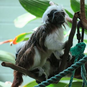 otton-top tamarin