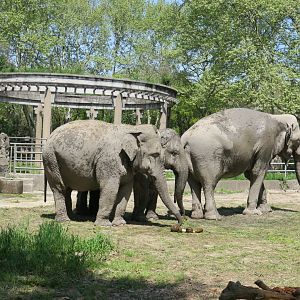 Asian elephant