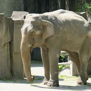Asian elephant