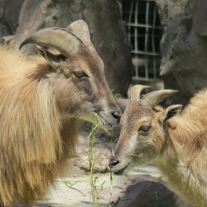 Himalayan tahr