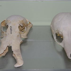 Platypus and Echidna skull comparison