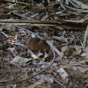 Yellow-footed Antechinus (Antechinus flavipes rubeculus)
