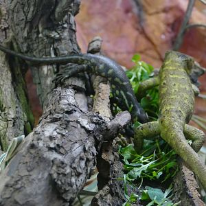 Solomon Islands  skink and baby, 14 March 2018