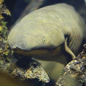 Australian lungfish (Neoceratodus forsteri)