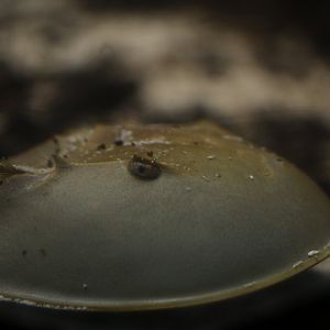 Horseshoe crab (unknown sp.)