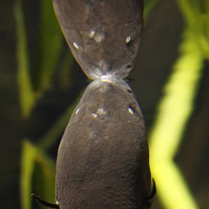South American lungfish (Lepidosiren paradoxa)