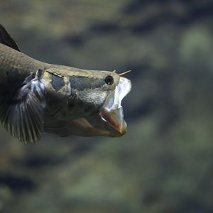 African snakehead (Parachanna obscura)