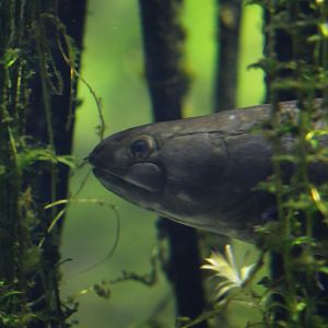 Bowfin (Amia calva)