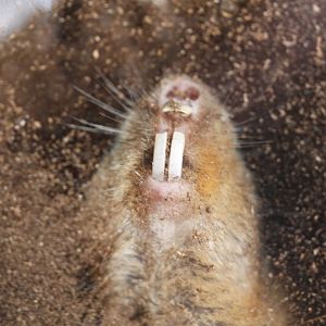 Ansell's mole-rat (Fukomys anselli)