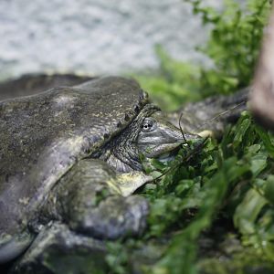 Spiny softshelled turtle (Apalone spinifera)