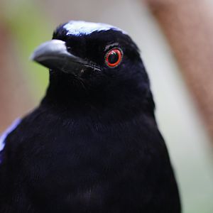 Asian fairy-bluebird (Irena puella)