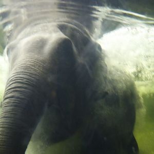 Asian elephant (Loxodonta maximus)