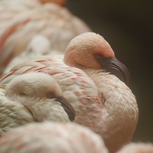 Lesser flamingo (Phoenicoparrus minor)