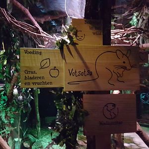 Sign Malagasy giant rat