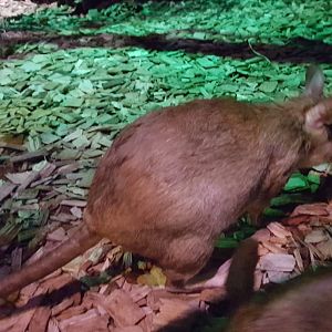 Malagasy giant rat