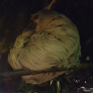 Two-toed sloth
